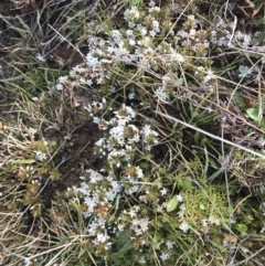 Leucopogon fraseri (Sharp Beard-heath) at Mount Clear, ACT - 3 Oct 2022 by Tapirlord