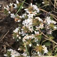 Leucopogon fraseri at Mount Clear, ACT - 4 Oct 2022