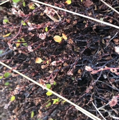 Muehlenbeckia axillaris (Matted Lignum) at Mount Clear, ACT - 3 Oct 2022 by Tapirlord