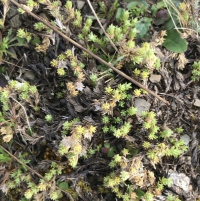 Scleranthus diander (Many-flowered Knawel) at Mount Clear, ACT - 4 Oct 2022 by Tapirlord