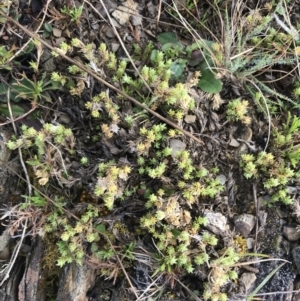 Scleranthus diander at Mount Clear, ACT - 4 Oct 2022 08:55 AM