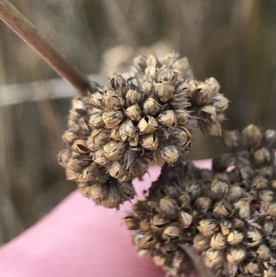 Juncus australis (Australian Rush) at Mount Clear, ACT - 4 Oct 2022 by Tapirlord