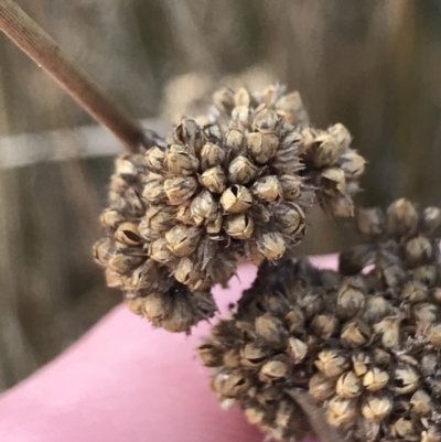 Juncus australis (Australian Rush) at Mount Clear, ACT - 3 Oct 2022 by Tapirlord