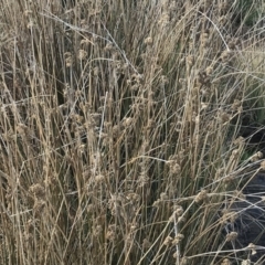 Juncus australis at Mount Clear, ACT - 4 Oct 2022 08:54 AM