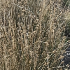 Juncus australis at Mount Clear, ACT - 4 Oct 2022