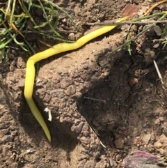 Caenoplana sulphurea (A Flatworm) at Mount Clear, ACT - 3 Oct 2022 by Tapirlord