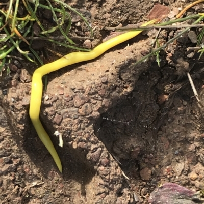 Caenoplana sulphurea (A Flatworm) at Mount Clear, ACT - 3 Oct 2022 by Tapirlord