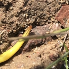 Caenoplana sulphurea at Mount Clear, ACT - 4 Oct 2022