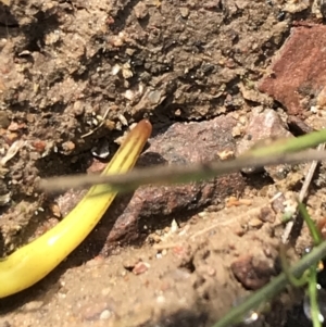 Caenoplana sulphurea at Mount Clear, ACT - 4 Oct 2022