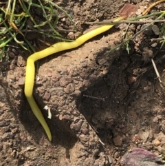 Caenoplana sulphurea at Mount Clear, ACT - 4 Oct 2022 08:50 AM