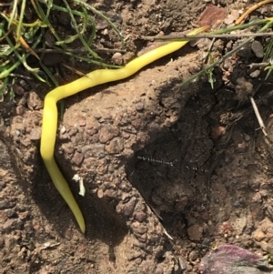 Caenoplana sulphurea at Mount Clear, ACT - 4 Oct 2022