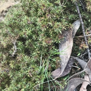 Acrotriche serrulata at Mount Clear, ACT - 4 Oct 2022 08:43 AM