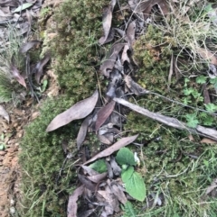 Acrotriche serrulata at Mount Clear, ACT - 4 Oct 2022 08:43 AM