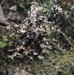 Styphelia attenuata at Mount Clear, ACT - 4 Oct 2022