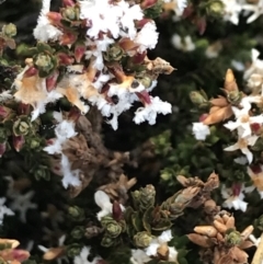 Styphelia attenuata at Mount Clear, ACT - 4 Oct 2022