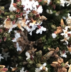 Styphelia attenuata at Mount Clear, ACT - 4 Oct 2022