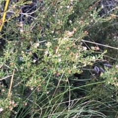 Mirbelia oxylobioides (Mountain Mirbelia) at Mount Clear, ACT - 3 Oct 2022 by Tapirlord