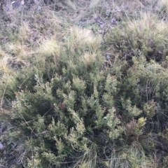 Mirbelia oxylobioides at Mount Clear, ACT - 4 Oct 2022