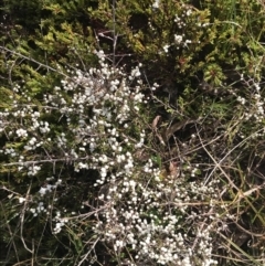 Cryptandra amara (Bitter Cryptandra) at Mount Clear, ACT - 4 Oct 2022 by Tapirlord