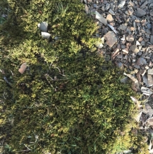 Dillwynia prostrata at Mount Clear, ACT - 4 Oct 2022 08:40 AM