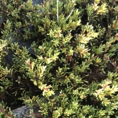 Dillwynia prostrata at Mount Clear, ACT - 4 Oct 2022 08:40 AM