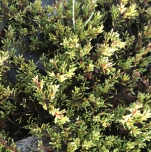 Dillwynia prostrata at Mount Clear, ACT - 4 Oct 2022