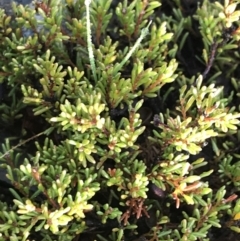 Dillwynia prostrata at Mount Clear, ACT - 4 Oct 2022