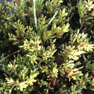 Dillwynia prostrata at Mount Clear, ACT - 4 Oct 2022