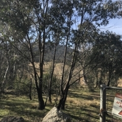 Eucalyptus stellulata (Black Sally) at Mount Clear, ACT - 3 Oct 2022 by Tapirlord