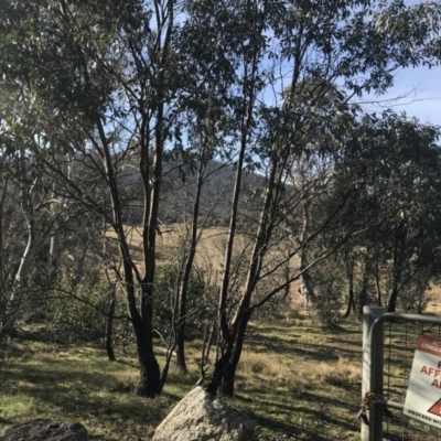 Eucalyptus stellulata (Black Sally) at Namadgi National Park - 3 Oct 2022 by Tapirlord