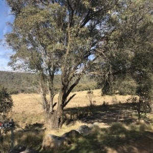 Eucalyptus stellulata at Mount Clear, ACT - 4 Oct 2022