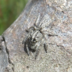 Cytaea aspera (Grey Striped Bark Jumper) at Symonston, ACT - 19 Nov 2022 by Christine