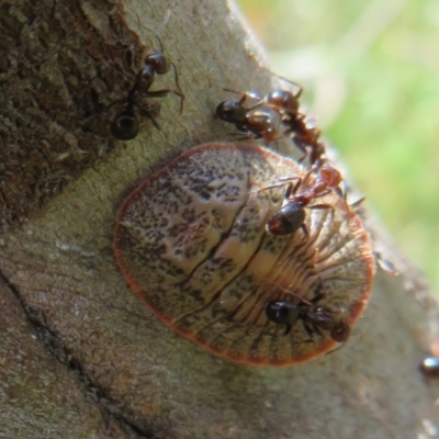 Eriococcidae sp. (family) (Unidentified felted scale) at Jerrabomberra, ACT - 19 Nov 2022 by Christine