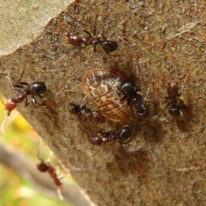 Eriococcidae sp. (family) at Jerrabomberra, ACT - 19 Nov 2022