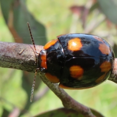 Paropsisterna beata (Blessed Leaf Beetle) at Mount Mugga Mugga - 19 Nov 2022 by Christine
