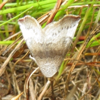 Mataeomera (genus) (A Scale Moth) at Jerrabomberra, ACT - 19 Nov 2022 by Christine