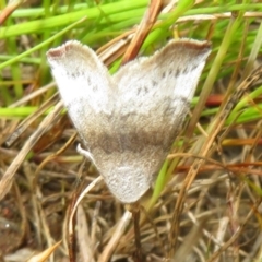 Mataeomera (genus) (A Scale Moth) at Jerrabomberra, ACT - 19 Nov 2022 by Christine