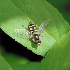 Simosyrphus grandicornis (Common hover fly) at Wodonga - 17 Nov 2022 by KylieWaldon