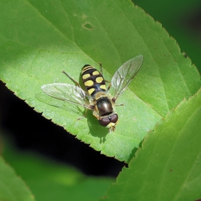 Simosyrphus grandicornis (Common hover fly) at Clyde Cameron Reserve - 17 Nov 2022 by KylieWaldon