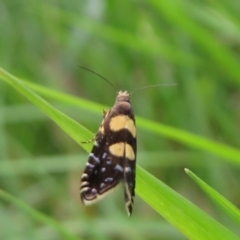 Glyphipterix chrysoplanetis (A Sedge Moth) at Jerrabomberra, ACT - 19 Nov 2022 by Christine