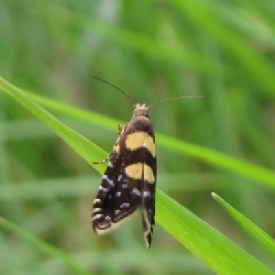 Glyphipterix chrysoplanetis (A Sedge Moth) at Callum Brae - 19 Nov 2022 by Christine