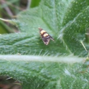 Glyphipterix chrysoplanetis at Jerrabomberra, ACT - 19 Nov 2022