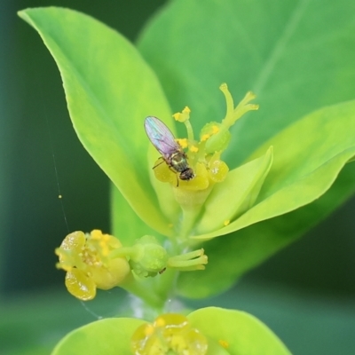 Unidentified True fly (Diptera) at Wodonga - 17 Nov 2022 by KylieWaldon