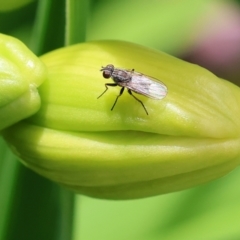 Unidentified True fly (Diptera) at Clyde Cameron Reserve - 17 Nov 2022 by KylieWaldon