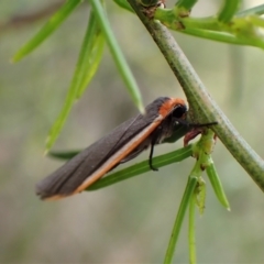 Palaeosia bicosta (Two-ribbed Footman) at Point 4376 - 17 Nov 2022 by CathB