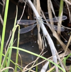 Argiolestidae (family) at Rendezvous Creek, ACT - 19 Nov 2022