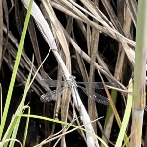 Argiolestidae (family) at Rendezvous Creek, ACT - 19 Nov 2022