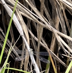 Argiolestidae (family) at Rendezvous Creek, ACT - 19 Nov 2022