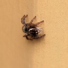 Maratus griseus (Jumping spider) at Wodonga - 17 Nov 2022 by KylieWaldon
