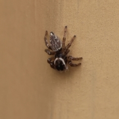 Maratus griseus at Wodonga, VIC - 17 Nov 2022 02:29 PM